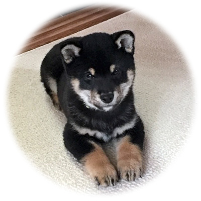 実際のしゅんすけ像