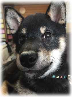 実際のしゅんすけ像