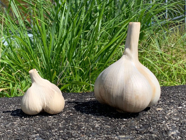 ジャンボニンニク箱込み１０キロ 楽天市場】10kg（にんにく｜野菜・きのこ）：食品の通販